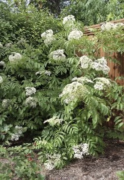 Ranch Elderberry Perennial Shrub - Sambucus - 3.25" Pot -Healthy Plant Shop api3exmm0 14053.1592325246