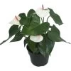 Beauty White Heart Anthurium Plant - Easy To Grow Blooming House Plant - 6" Pot -Healthy Plant Shop api3guwoy 50320.1592326198