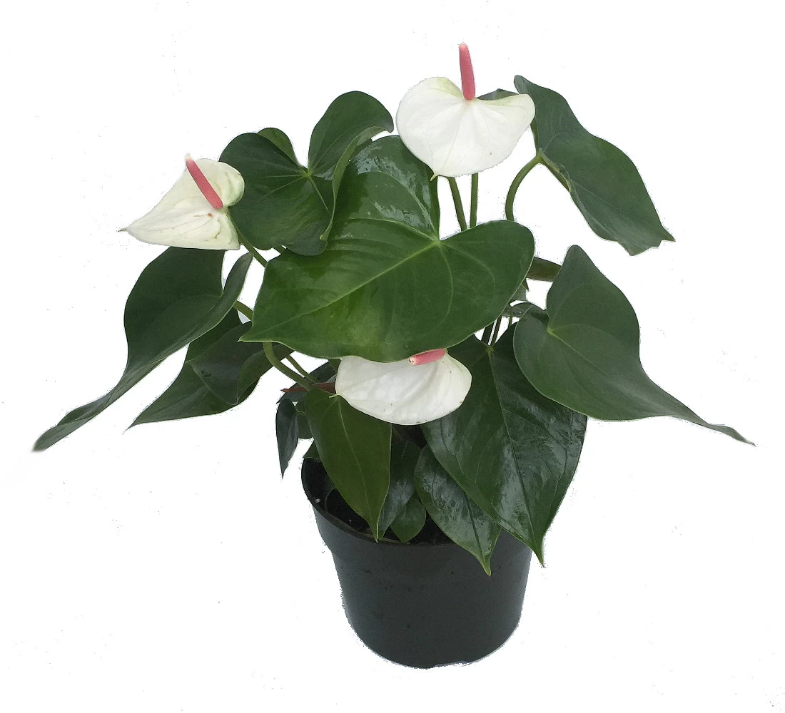 Beauty White Heart Anthurium Plant - Easy To Grow Blooming House Plant - 6" Pot 3 Beauty White Heart Anthurium Plant - Easy To Grow Blooming House Plant - 6" Pot
