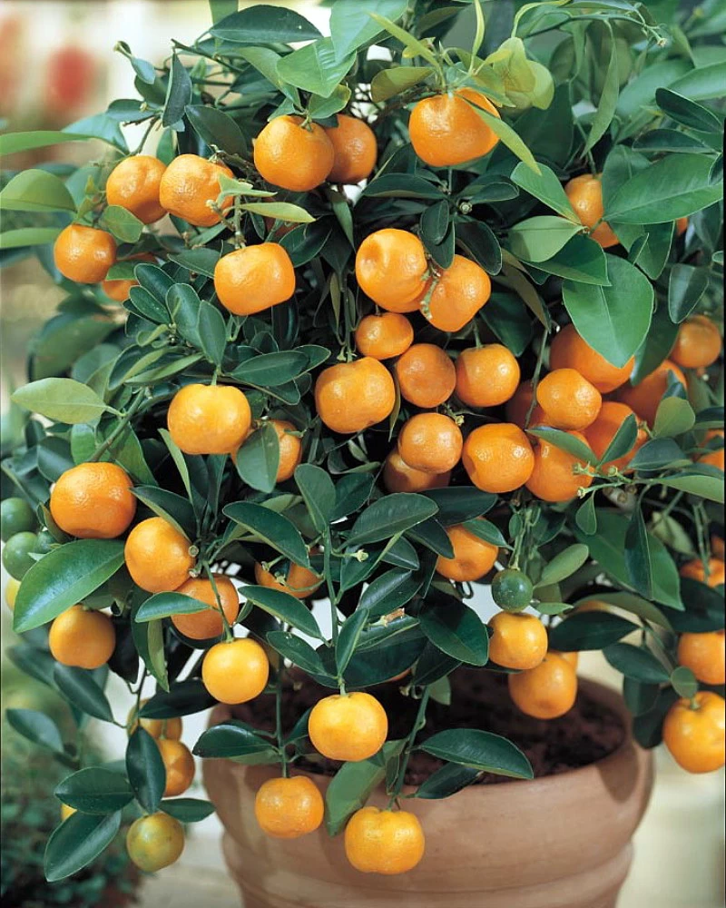 Miniature Orange Tree - Calamondin -8" Pot-NO SHIPPING TO TX, FL, AZ, CA, LA, HI 5 Miniature Orange Tree - Calamondin -8" Pot-NO SHIPPING TO TX, FL, AZ, CA, LA, HI - Image 4