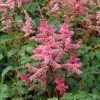 Key Largo Astilbe Perennial - Gorgeous Pink - Quart Pot 1 Key Largo Astilbe Perennial - Gorgeous Pink - Quart Pot -Healthy Plant Shop api3ppqk9 90878.1592330479