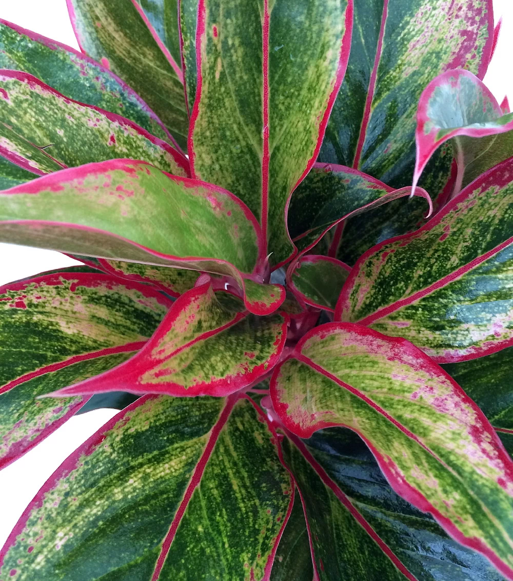 Siam Aurora Chinese Evergreen Plant - Aglaonema - Grows In Dim Light - 4" Pot 4 Siam Aurora Chinese Evergreen Plant - Aglaonema - Grows In Dim Light - 4" Pot - Image 2