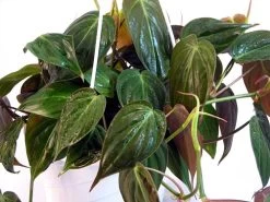 Rare Velvet Leaf Bronze Micans Vine - Philodendron - 4" Pot - Collector's Series 9 Rare Velvet Leaf Bronze Micans Vine - Philodendron - 4" Pot - Collector's Series -Healthy Plant Shop api3ugsex 80503.1592323326