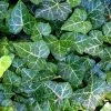 English Ivy 48 Plants - Hardy Groundcover - Sun Or Shade -1 3/4" Pots -Healthy Plant Shop api3ukdtf 41993.1592323929