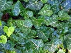 English Ivy 48 Plants - Hardy Groundcover - Sun Or Shade -1 3/4" Pots