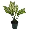Wintry Winehouse Chinese Evergreen Plant - Aglaonema - Low Light - 4" Pot 2 Wintry Winehouse Chinese Evergreen Plant - Aglaonema - Low Light - 4" Pot -Healthy Plant Shop api42nsvd 47457.1592324531