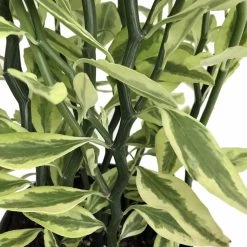 Devil's Backbone Plant - Pedilanthus - Red Bird Cactus - 6" Pot - Easy To Grow