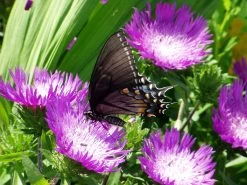 Honeysong Purple Stokes Aster Perennial - Stokesia - Gallon Pot -Healthy Plant Shop api5t1gba 93645.1592330226