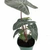 Ivory Coast African Mask Plant - Elephant Ear - Alocasia - Indoors/Out - 6" Pot 2 Ivory Coast African Mask Plant - Elephant Ear - Alocasia - Indoors/Out - 6" Pot -Healthy Plant Shop api6azxw1 01762.1592318076