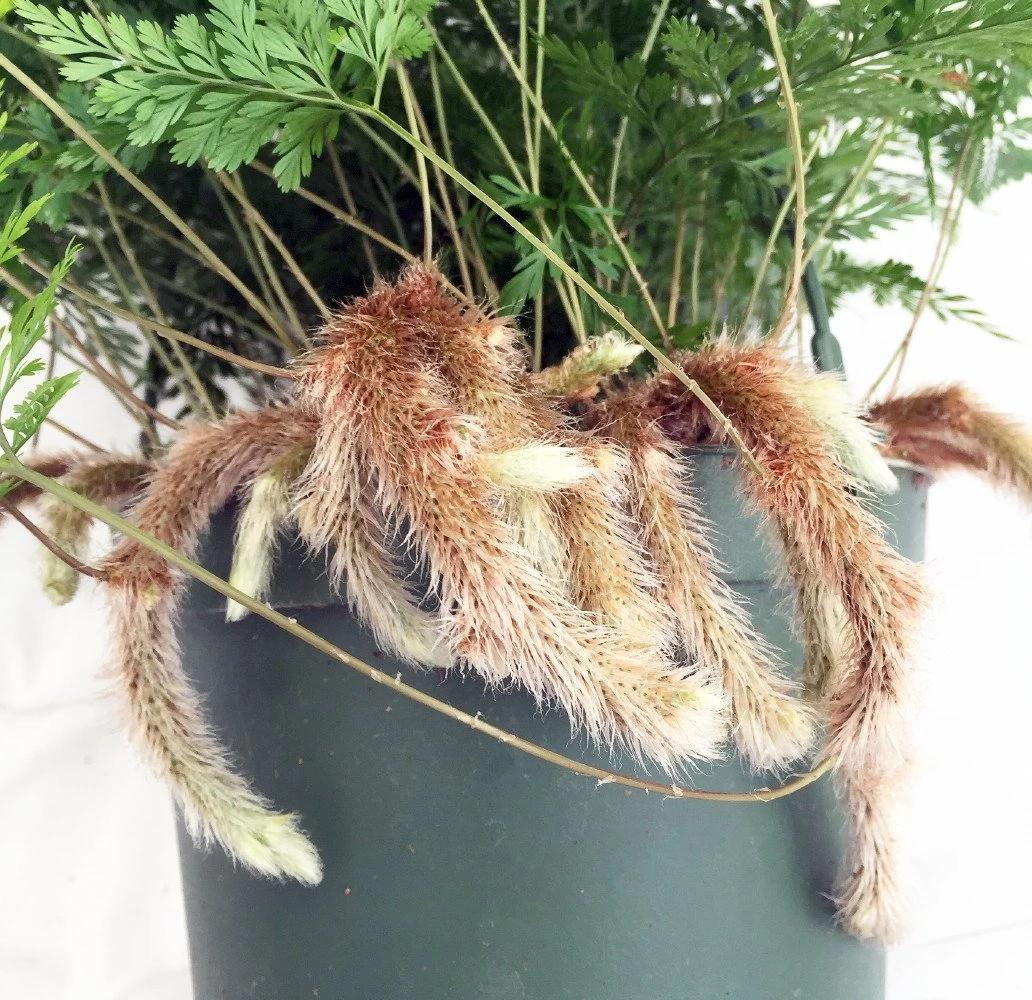 Rabbit's Foot Fern - 6" Pot - Easy To Grow! 4 Rabbit's Foot Fern - 6" Pot - Easy To Grow! - Image 2