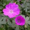 Max Frei Hardy Geranium - Bloody Cranesbill - Live Plant - Gallon Pot 1 Max Frei Hardy Geranium - Bloody Cranesbill - Live Plant - Gallon Pot -Healthy Plant Shop api6pzefg 32726.1616967198