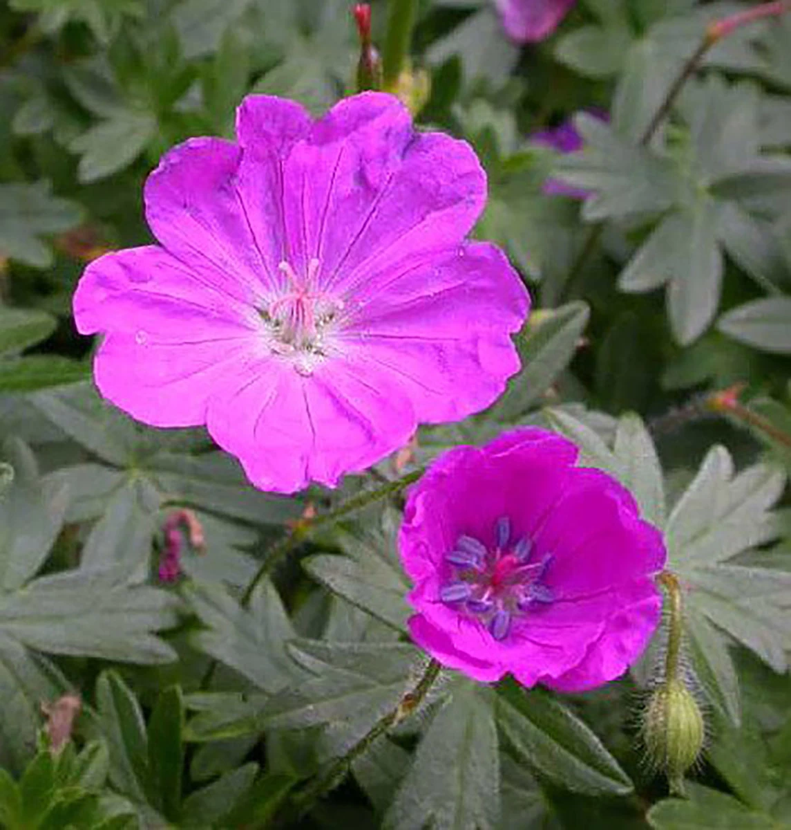 Max Frei Hardy Geranium - Bloody Cranesbill - Live Plant - Gallon Pot 3 Max Frei Hardy Geranium - Bloody Cranesbill - Live Plant - Gallon Pot