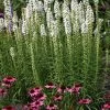 White Blazing Star Perennial - Liatris Spicata Alba - Quart Pot 1 White Blazing Star Perennial - Liatris Spicata Alba - Quart Pot -Healthy Plant Shop api6yyitz 73287.1592325120