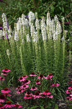 White Blazing Star Perennial - Liatris Spicata Alba - Quart Pot
