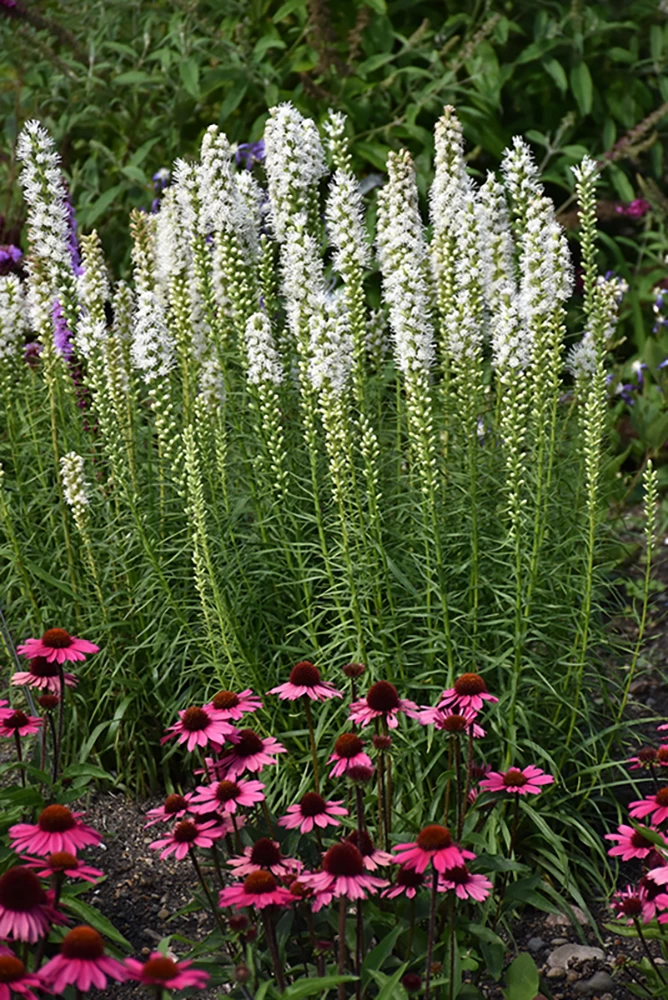 White Blazing Star Perennial - Liatris Spicata Alba - Quart Pot 3 White Blazing Star Perennial - Liatris Spicata Alba - Quart Pot