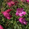 Red Rocks Bearded Tongue Perennial - Penstemon - Live Plant - Quart Pot 2 Red Rocks Bearded Tongue Perennial - Penstemon - Live Plant - Quart Pot -Healthy Plant Shop api732gjj 00694.1592325910