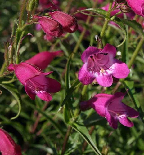Red Rocks Bearded Tongue Perennial - Penstemon - Live Plant - Quart Pot 3 Red Rocks Bearded Tongue Perennial - Penstemon - Live Plant - Quart Pot