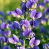 Decadence® Blueberry Sundae Baptisia - False Indigo - Gallon Pot 1 Decadence® Blueberry Sundae Baptisia - False Indigo - Gallon Pot -Healthy Plant Shop api75f8pi 60765.1592332068