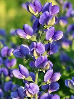 Decadence® Blueberry Sundae Baptisia - False Indigo - Gallon Pot