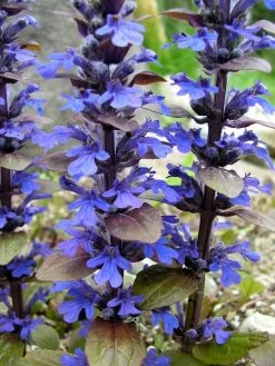 Bronze Beauty Ajuga 48 Plants - Carpet Bugle - Very Hardy -1 3/4" Pots 8 Bronze Beauty Ajuga 48 Plants - Carpet Bugle - Very Hardy -1 3/4" Pots -Healthy Plant Shop api7t0zdi 67832.1592323096