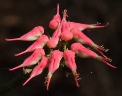 Devil's Backbone Plant - Pedilanthus - Red Bird Cactus - 6" Pot - Easy To Grow -Healthy Plant Shop api80oarq 35916.1592335494