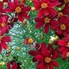 Red Satin Coreopsis Tickseed Perennial Live Plant - Quart Pot 2 Red Satin Coreopsis Tickseed Perennial Live Plant - Quart Pot -Healthy Plant Shop api87lpv8 05514.1592324571