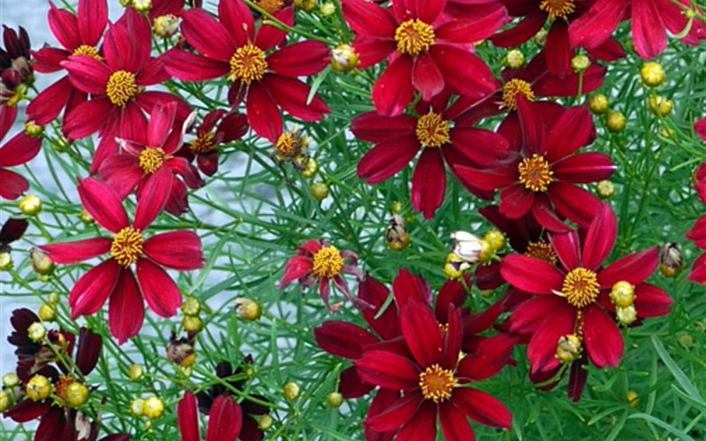 Red Satin Coreopsis Tickseed Perennial Live Plant - Quart Pot 3 Red Satin Coreopsis Tickseed Perennial Live Plant - Quart Pot