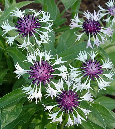 Amethyst In Snow Mountain Bluet - Centaurea Montana - Live Plant -Quart Pot 4 Amethyst In Snow Mountain Bluet - Centaurea Montana - Live Plant -Quart Pot - Image 2
