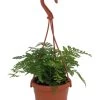 Rare Black Rabbit's Foot Fern - 4" Mini Hanging Basket - Davallia Trichomanoides