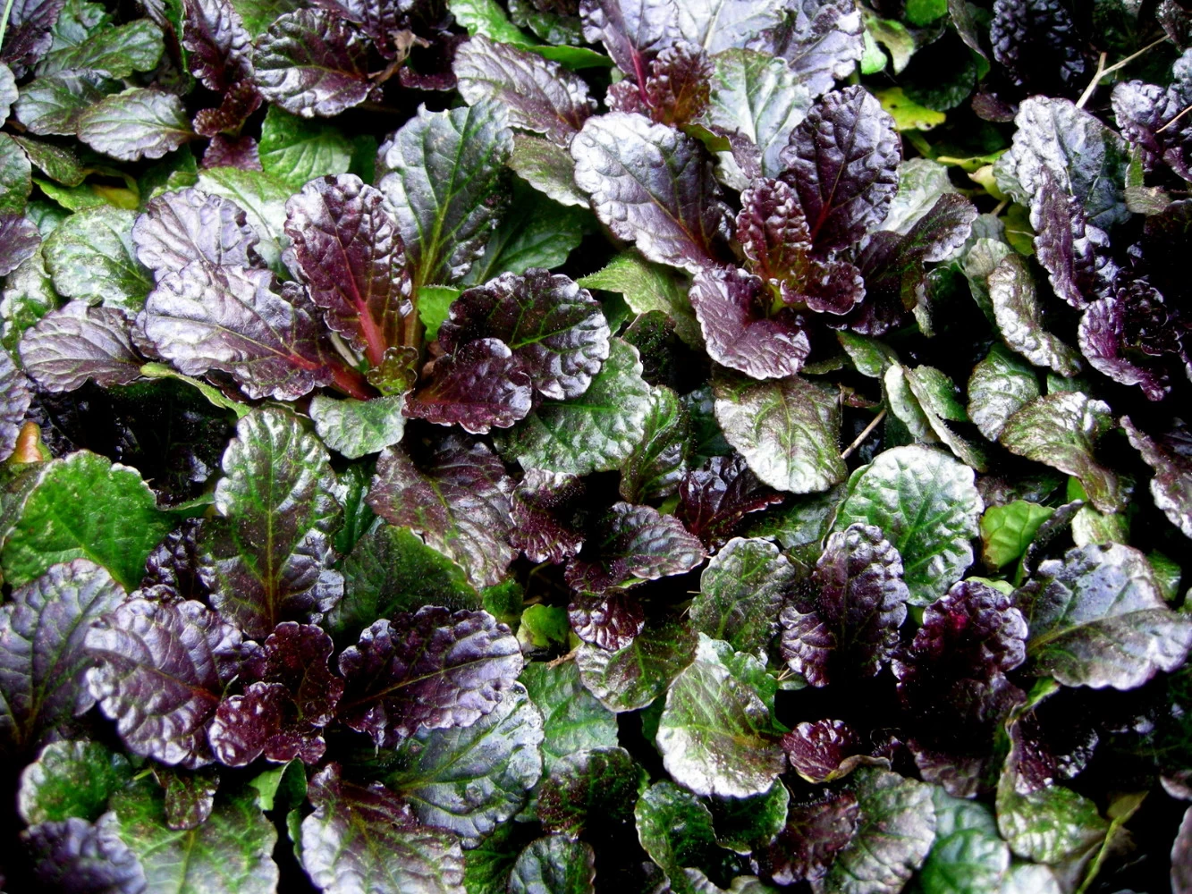 Black Scallop Bugleweed - Ajuga - NEW! - Darkest Form - 48 Plants - 1 3/4" Pots 4 Black Scallop Bugleweed - Ajuga - NEW! - Darkest Form - 48 Plants - 1 3/4" Pots - Image 2