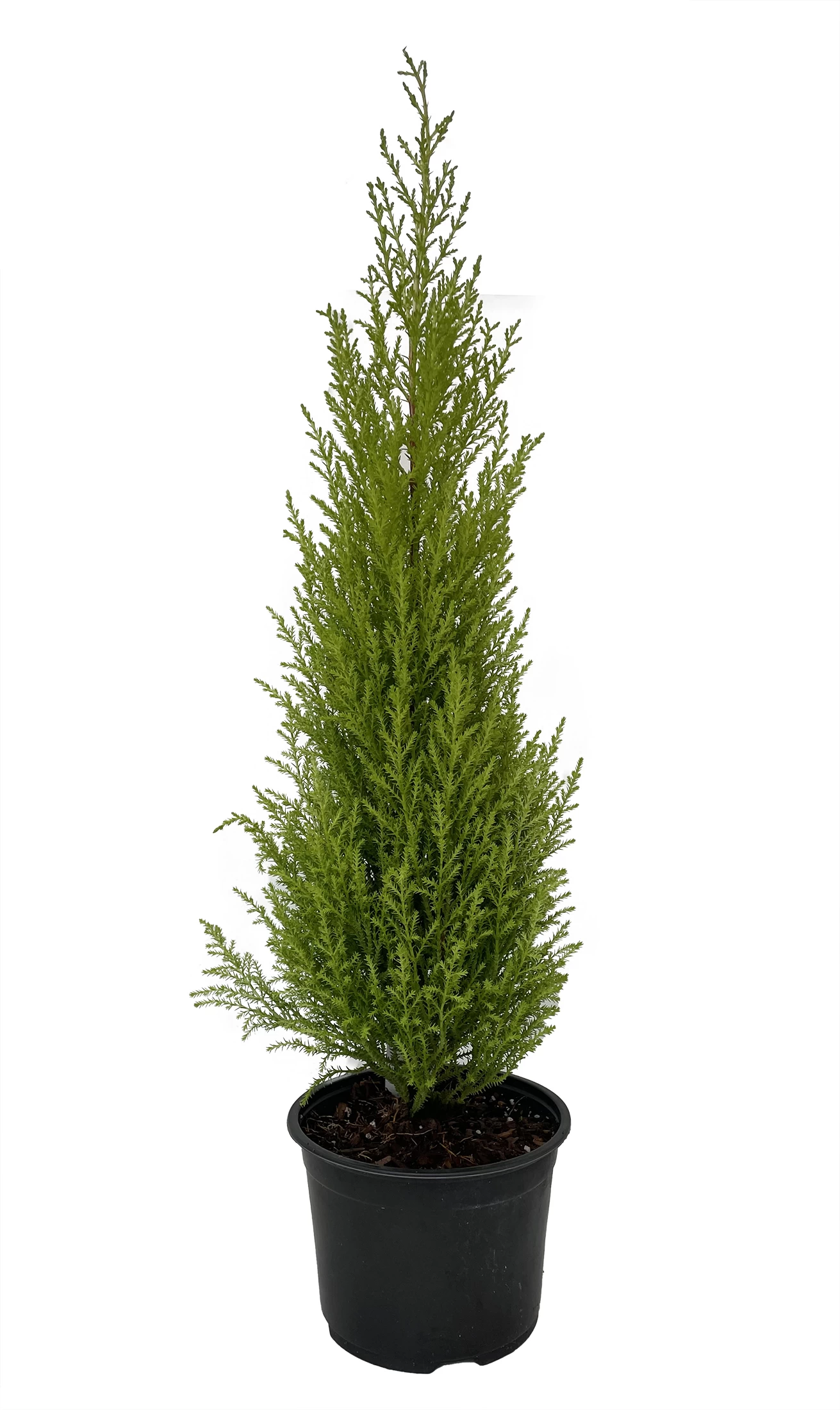 Lemon Scented Goldcrest Cypress Tree - Indoors/Out - 6" Pot 3 Lemon Scented Goldcrest Cypress Tree - Indoors/Out - 6" Pot