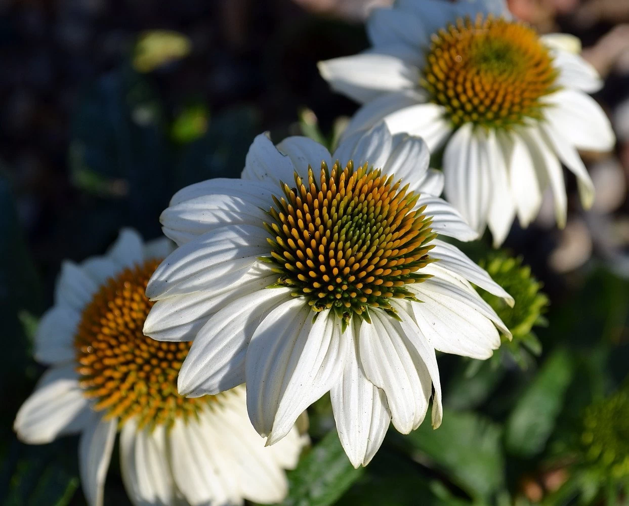 Pow Wow White Coneflower - Echinacea - Live Plant - Quart Pot 4 Pow Wow White Coneflower - Echinacea - Live Plant - Quart Pot - Image 2