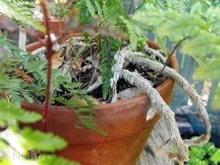 Rare Black Rabbit's Foot Fern - 4" Mini Hanging Basket - Davallia Trichomanoides 10 Rare Black Rabbit's Foot Fern - 4" Mini Hanging Basket - Davallia Trichomanoides -Healthy Plant Shop api9kjxdo 07265.1617213217