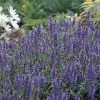 Blue Hill Salvia Perennial - Long Bloomer - Quart Pot 2 Blue Hill Salvia Perennial - Long Bloomer - Quart Pot -Healthy Plant Shop api9rr7h5 21550.1592325197