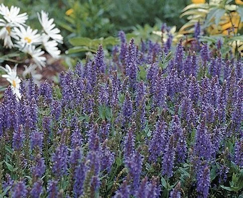Blue Hill Salvia Perennial - Long Bloomer - Quart Pot 3 Blue Hill Salvia Perennial - Long Bloomer - Quart Pot