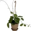 SALE - Hoya Australis 4" Hanging Basket - Exotic Yet Easy 1 SALE - Hoya Australis 4" Hanging Basket - Exotic Yet Easy -Healthy Plant Shop api9ycnhe 60605.1592324548