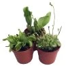Carnivorous Terrarium Plants - Assortment Of 3 Plants In 2" Pots -Healthy Plant Shop apiabiafa 30540.1649200117