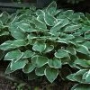 Francee Hosta - Extremely Sun Tolerant - Quart Pot 1 Francee Hosta - Extremely Sun Tolerant - Quart Pot -Healthy Plant Shop apiaip1so 52983.1592325375