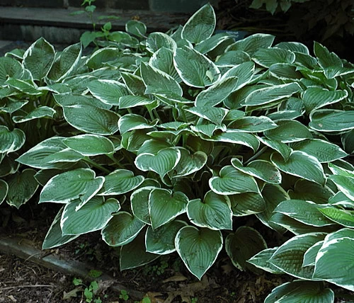 Francee Hosta - Extremely Sun Tolerant - Quart Pot 3 Francee Hosta - Extremely Sun Tolerant - Quart Pot