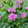 Sugar Buzz® Lilac Lollipop Bee Balm - Monarda - Purple - Quart Pot 1 Sugar Buzz® Lilac Lollipop Bee Balm - Monarda - Purple - Quart Pot -Healthy Plant Shop apialmyev 89914.1592323410