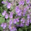 Walker's Low Catmint Perennial - Nepeta Faassenii - Live Plant - Gallon Pot 1 Walker's Low Catmint Perennial - Nepeta Faassenii - Live Plant - Gallon Pot -Healthy Plant Shop apiaokgyw 33854.1592330113