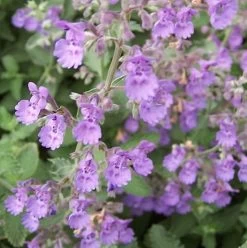 Walker's Low Catmint Perennial - Nepeta Faassenii - Live Plant - Gallon Pot