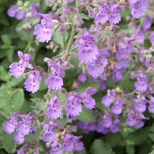 Walker's Low Catmint Perennial - Nepeta Faassenii - Live Plant - Gallon Pot 3 Walker's Low Catmint Perennial - Nepeta Faassenii - Live Plant - Gallon Pot
