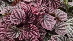 Red Ripple Peperomia - 4" Mini Hanging Basket - Easy House Plant