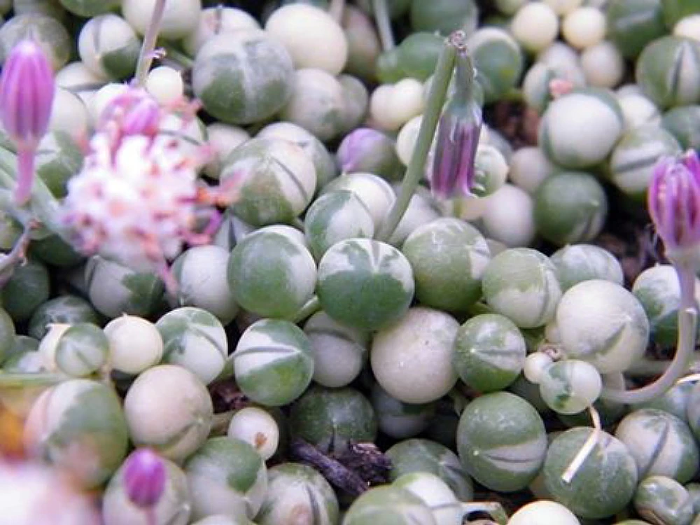 Frosted String Of Pearls - Senecio - Easy To Grow Succulent - 2.5" Pot 4 Frosted String Of Pearls - Senecio - Easy To Grow Succulent - 2.5" Pot - Image 2