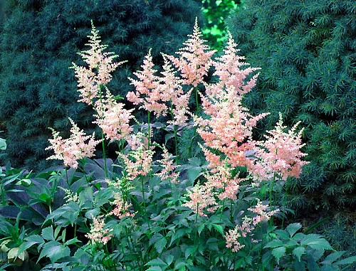 Peach Blossom Astilbe - Warm Peachy Pink - Live Plant - Quart Pot 4 Peach Blossom Astilbe - Warm Peachy Pink - Live Plant - Quart Pot - Image 2
