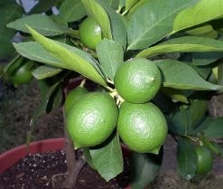 Persian Lime Tree - Fruit Bearing Size -6" Pot-NO SHIP To TX, FL, AZ, CA, LA, HI 8 Persian Lime Tree - Fruit Bearing Size -6" Pot-NO SHIP To TX, FL, AZ, CA, LA, HI -Healthy Plant Shop apiaxhy0x 16910.1592323062