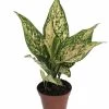 Etta Rose Chinese Evergreen Plant - Aglaonema - Grows In Dim Light - 4.5" Pot 2 Etta Rose Chinese Evergreen Plant - Aglaonema - Grows In Dim Light - 4.5" Pot -Healthy Plant Shop apibhzeqq 66992.1592324388