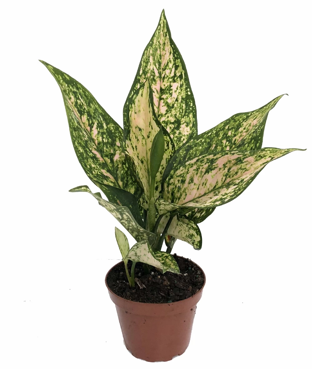 Etta Rose Chinese Evergreen Plant - Aglaonema - Grows In Dim Light - 4.5" Pot 3 Etta Rose Chinese Evergreen Plant - Aglaonema - Grows In Dim Light - 4.5" Pot