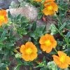 Bronze Carpet Sun Rose - Helianthemum - Quart Pot